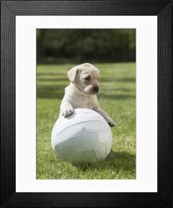 Framed Print : Picture No. 11772860 Framed Print : Picture No. 11772860