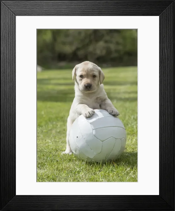 Framed Print : Picture No. 11772861 Framed Print : Picture No. 11772861