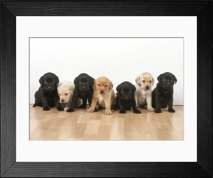 Framed Print : Picture No. 11772862 Framed Print : Picture No. 11772862