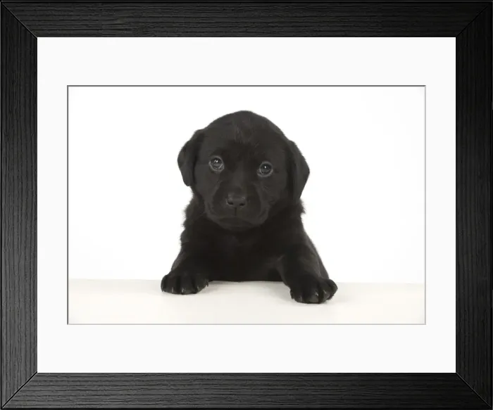 Framed Print : Picture No. 11772866 Framed Print : Picture No. 11772866