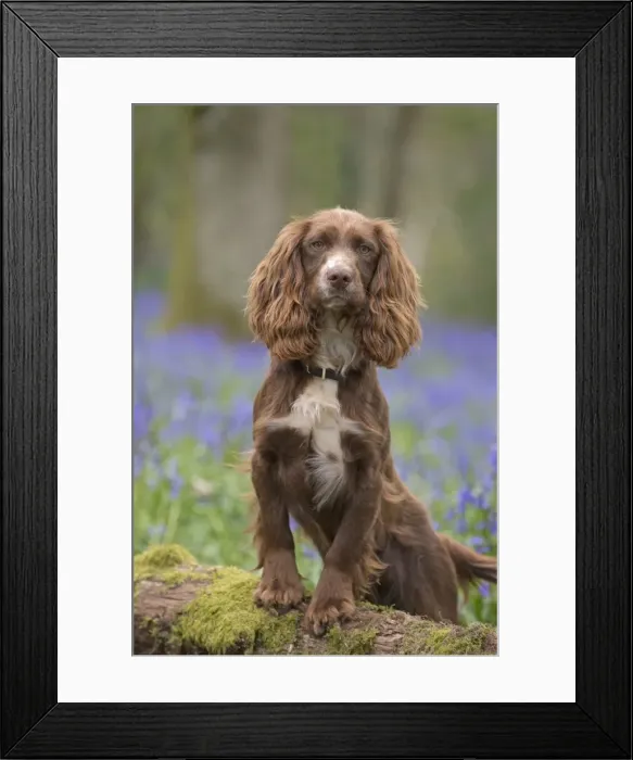 Framed Print : Picture No. 11772882 Framed Print : Picture No. 11772882