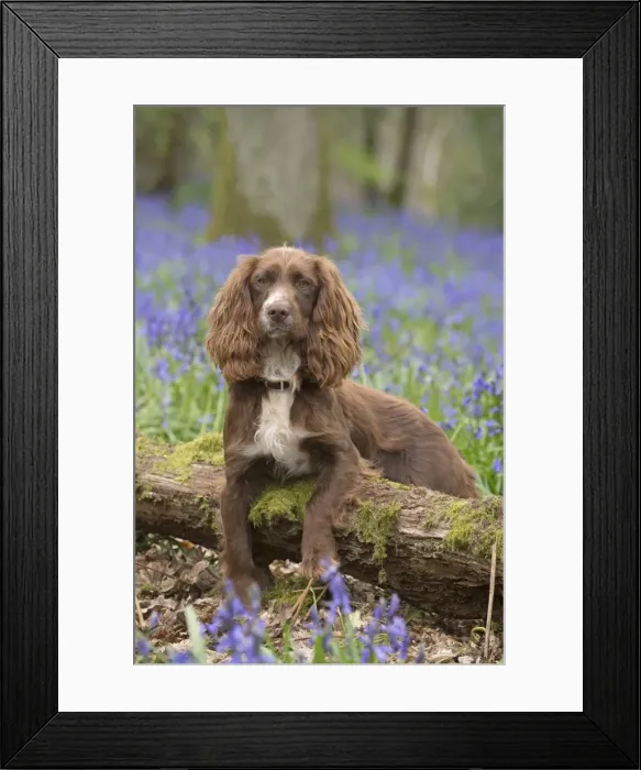 Framed Print : Picture No. 11772883 Framed Print : Picture No. 11772883