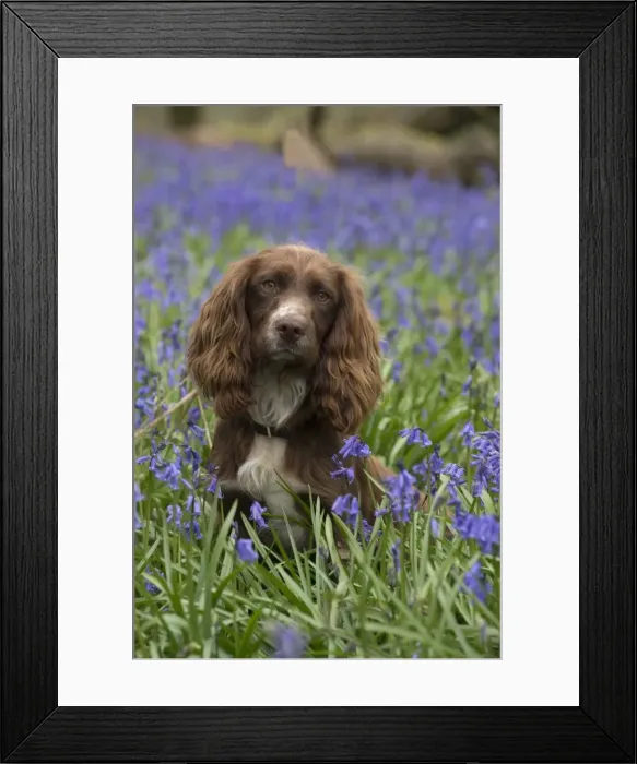 Framed Print : Picture No. 11772884 Framed Print : Picture No. 11772884