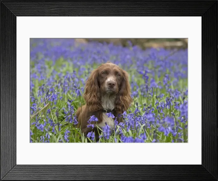 Framed Print : Picture No. 11772885 Framed Print : Picture No. 11772885