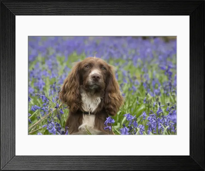 Framed Print : Picture No. 11772886 Framed Print : Picture No. 11772886