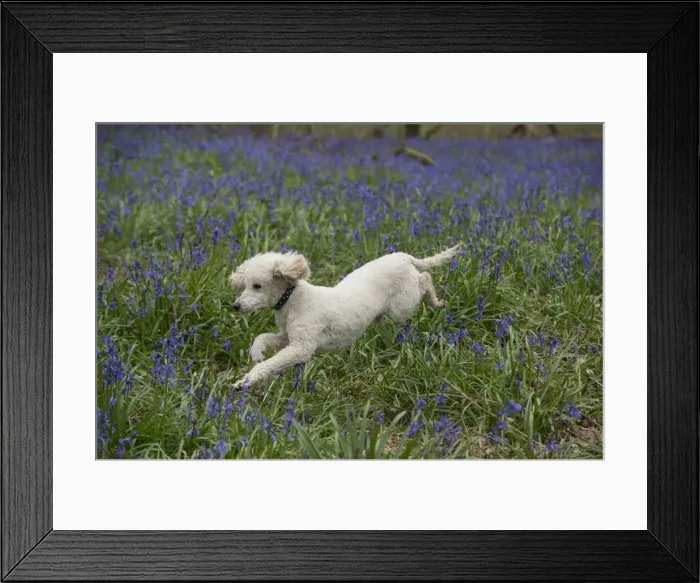 Framed Print : Picture No. 11772889 Framed Print : Picture No. 11772889