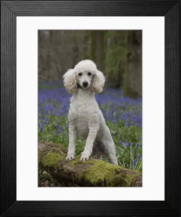 Framed Print : Picture No. 11772891 Framed Print : Picture No. 11772891