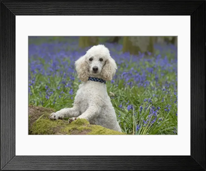 Framed Print : Picture No. 11772894 Framed Print : Picture No. 11772894