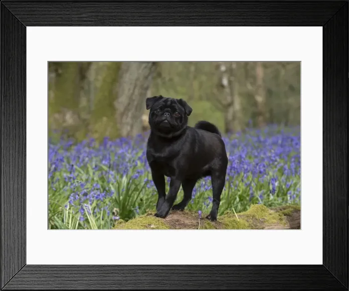 Framed Print : Picture No. 11772897 Framed Print : Picture No. 11772897