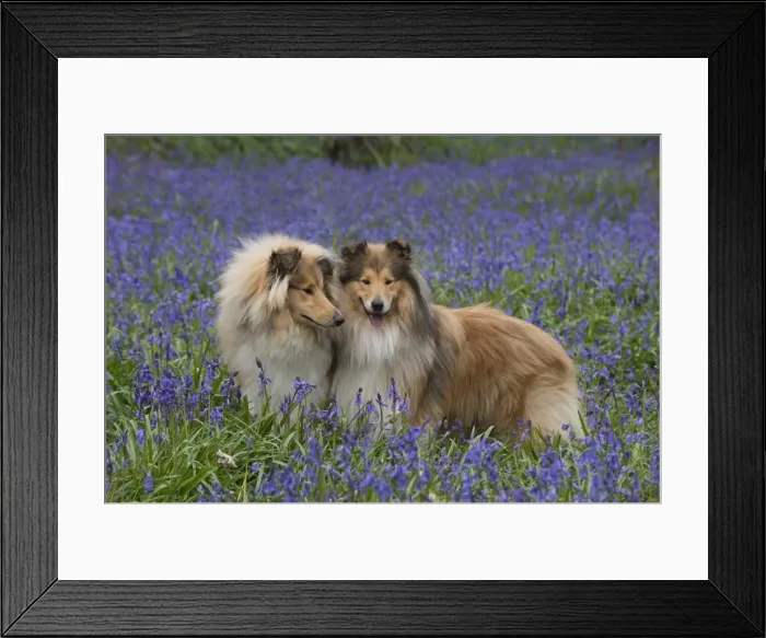 Framed Print : Picture No. 11772899 Framed Print : Picture No. 11772899
