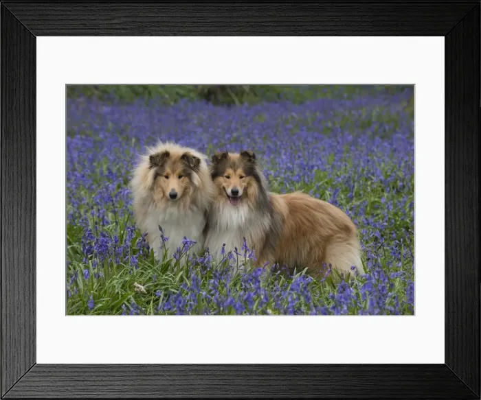 Framed Print : Picture No. 11772900 Framed Print : Picture No. 11772900