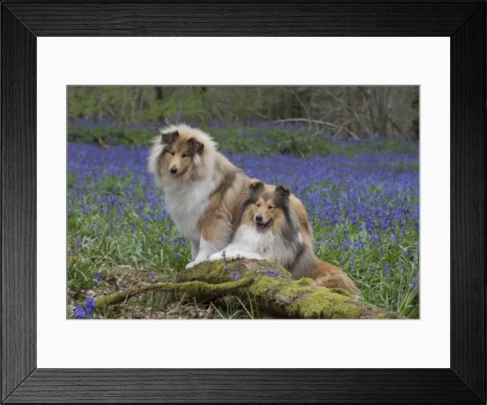 Framed Print : Picture No. 11772901 Framed Print : Picture No. 11772901