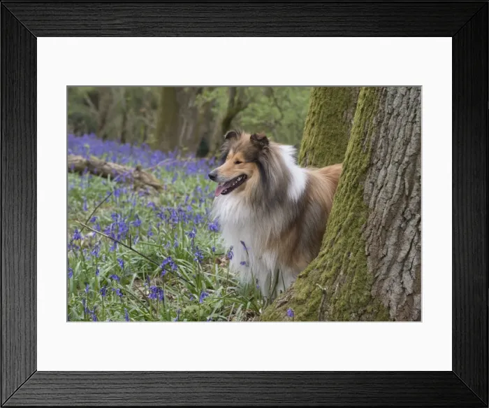 Framed Print : Picture No. 11772902 Framed Print : Picture No. 11772902