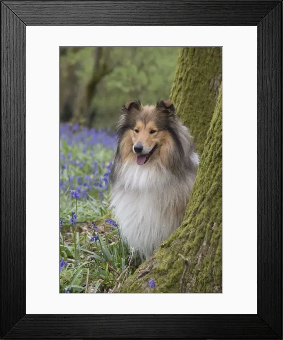 Framed Print : Picture No. 11772903 Framed Print : Picture No. 11772903