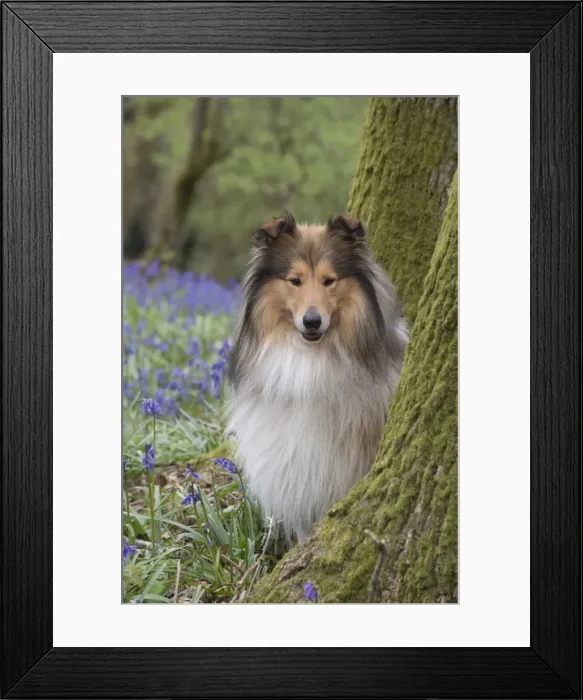 Framed Print : Picture No. 11772904 Framed Print : Picture No. 11772904