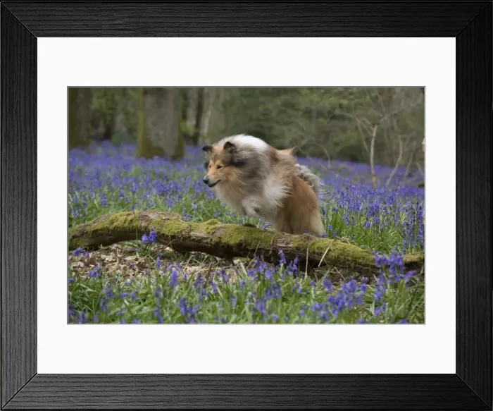 Framed Print : Picture No. 11772905 Framed Print : Picture No. 11772905