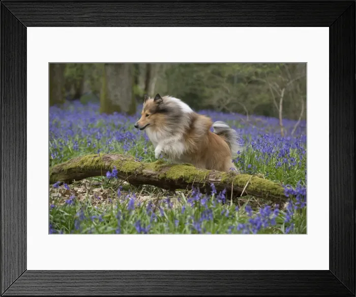 Framed Print : Picture No. 11772906 Framed Print : Picture No. 11772906