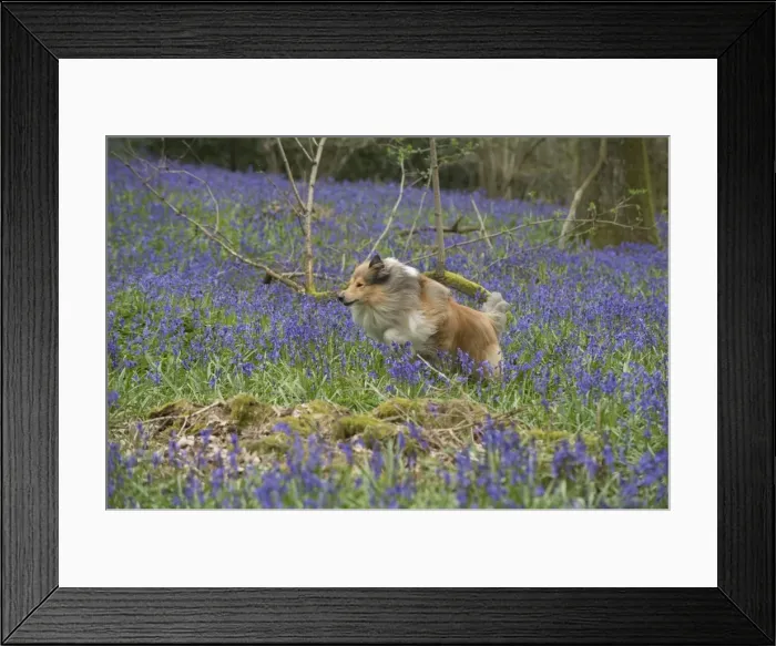 Framed Print : Picture No. 11772907 Framed Print : Picture No. 11772907