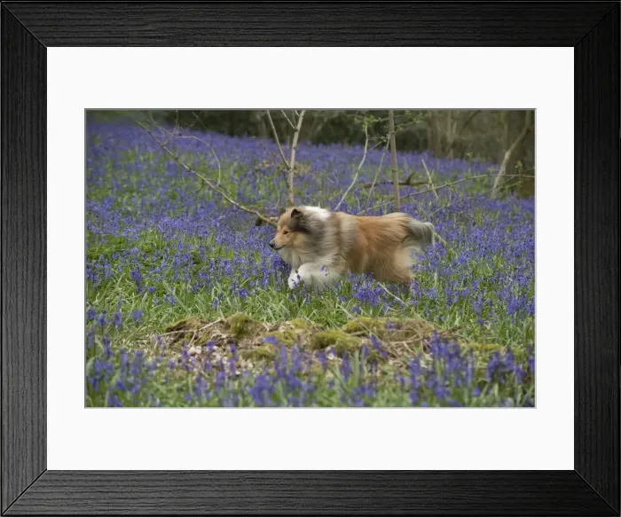 Framed Print : Picture No. 11772908 Framed Print : Picture No. 11772908