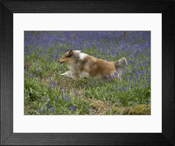 Framed Print : Picture No. 11772909 Framed Print : Picture No. 11772909