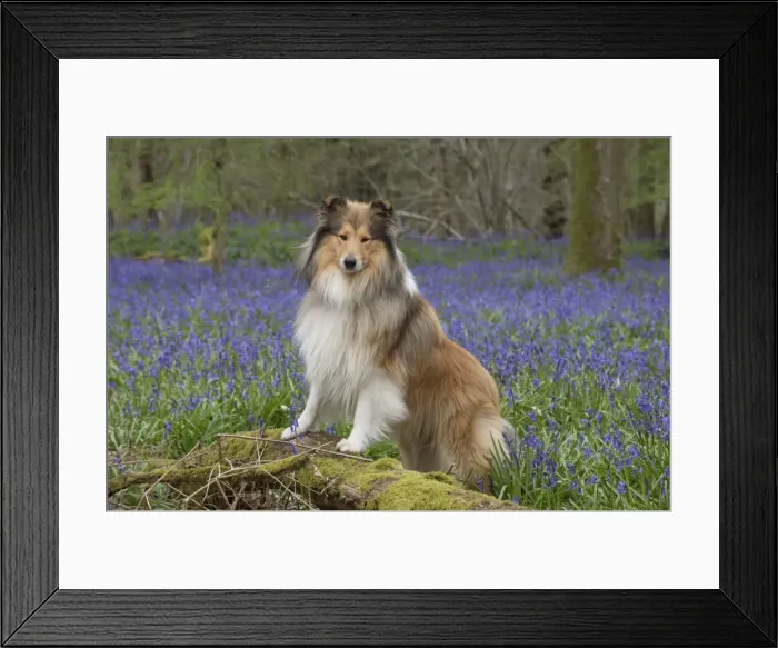 Framed Print : Picture No. 11772910 Framed Print : Picture No. 11772910