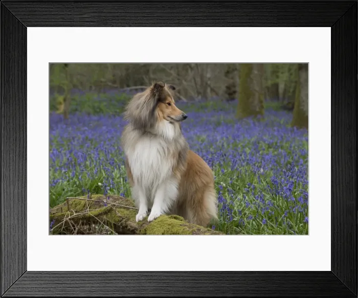 Framed Print : Picture No. 11772911 Framed Print : Picture No. 11772911