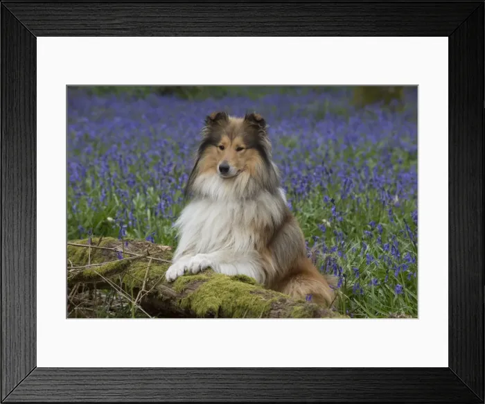 Framed Print : Picture No. 11772912 Framed Print : Picture No. 11772912