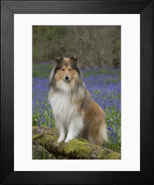Framed Print : Picture No. 11772913 Framed Print : Picture No. 11772913