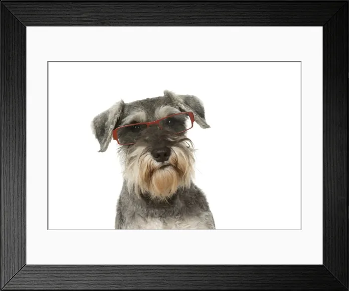 Framed Print : Picture No. 11772915 Framed Print : Picture No. 11772915