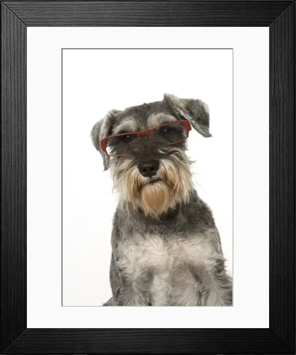 Framed Print : Picture No. 11772917 Framed Print : Picture No. 11772917