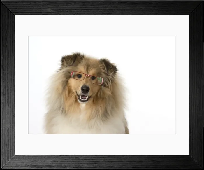Framed Print : Picture No. 11772922 Framed Print : Picture No. 11772922