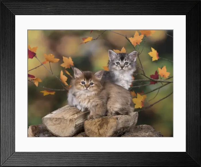Framed Print : Picture No. 11772925 Framed Print : Picture No. 11772925