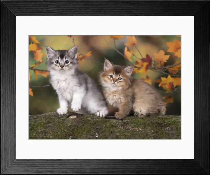 Framed Print : Picture No. 11772926 Framed Print : Picture No. 11772926