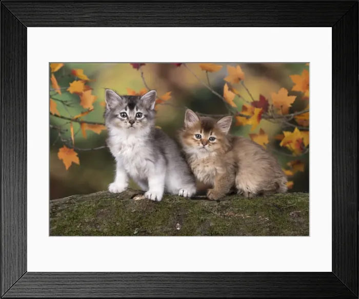 Framed Print : Picture No. 11772927 Framed Print : Picture No. 11772927