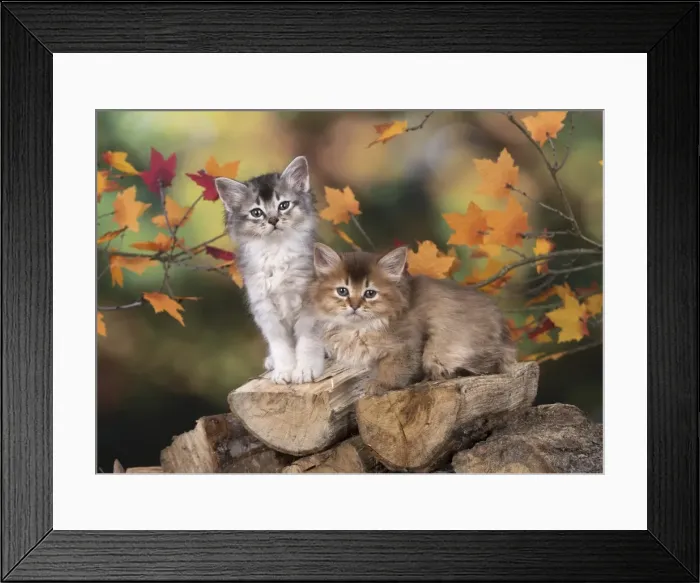 Framed Print : Picture No. 11772928 Framed Print : Picture No. 11772928