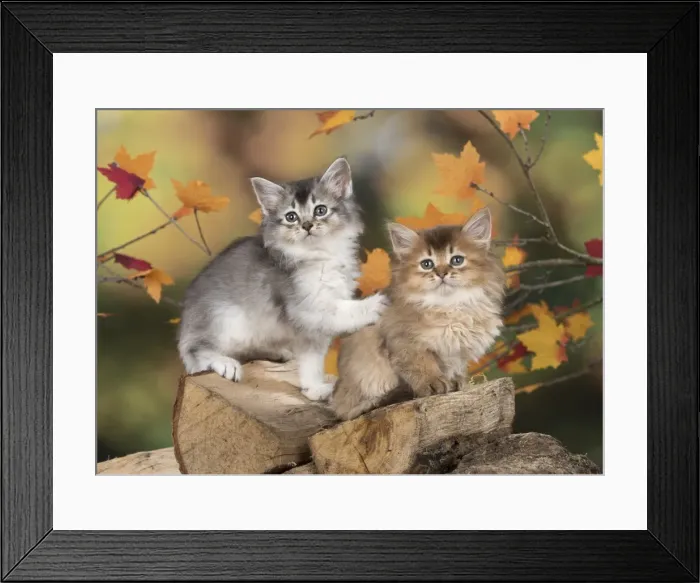 Framed Print : Picture No. 11772929 Framed Print : Picture No. 11772929