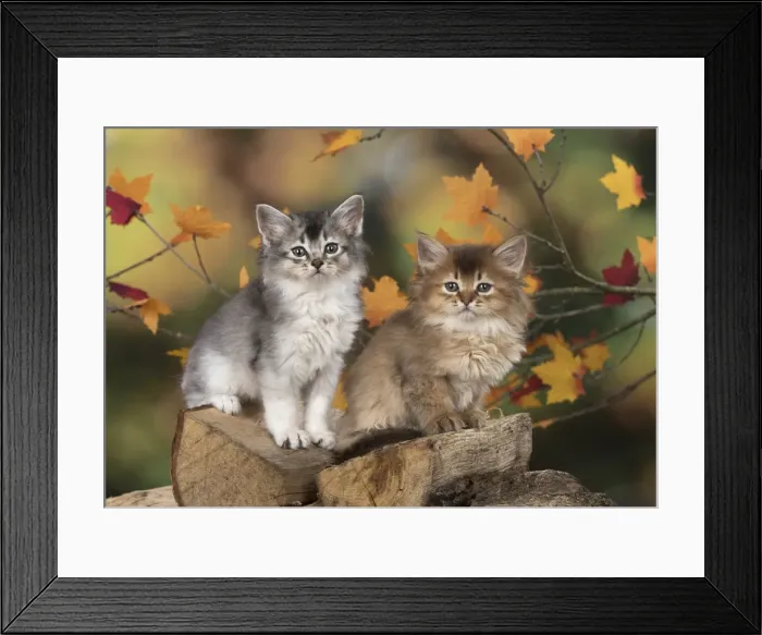 Framed Print : Picture No. 11772930 Framed Print : Picture No. 11772930