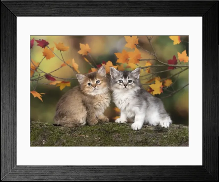Framed Print : Picture No. 11772931 Framed Print : Picture No. 11772931