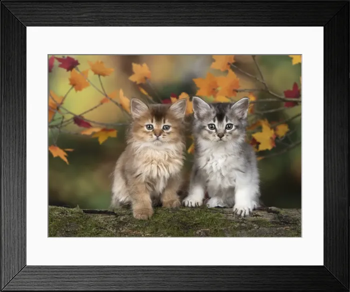 Framed Print : Picture No. 11772932 Framed Print : Picture No. 11772932