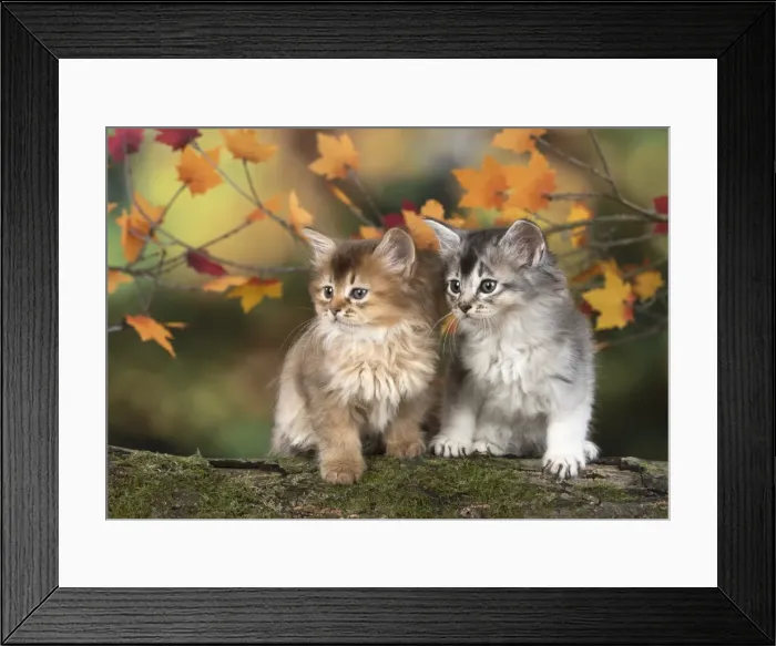 Framed Print : Picture No. 11772933 Framed Print : Picture No. 11772933