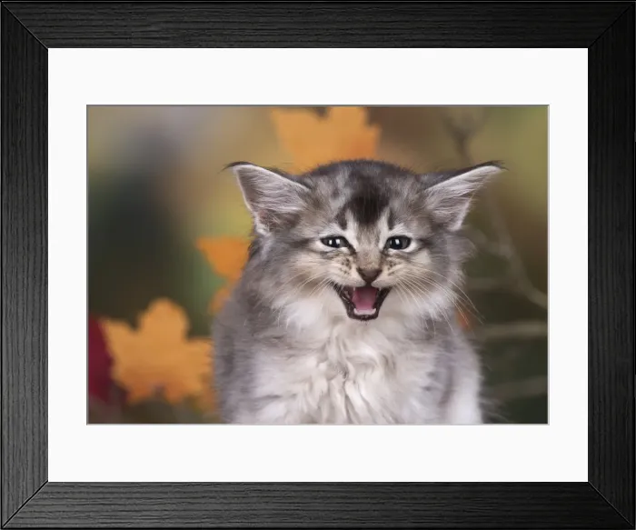 Framed Print : Picture No. 11772934 Framed Print : Picture No. 11772934