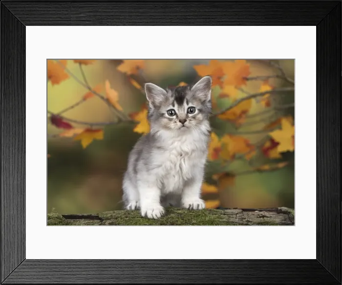 Framed Print : Picture No. 11772935 Framed Print : Picture No. 11772935