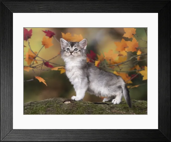 Framed Print : Picture No. 11772936 Framed Print : Picture No. 11772936
