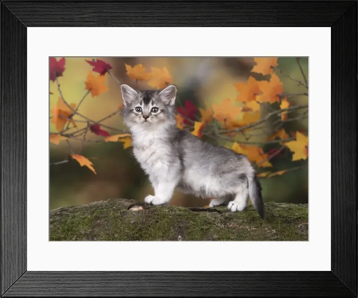 Framed Print : Picture No. 11772937 Framed Print : Picture No. 11772937