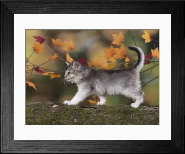 Framed Print : Picture No. 11772938 Framed Print : Picture No. 11772938