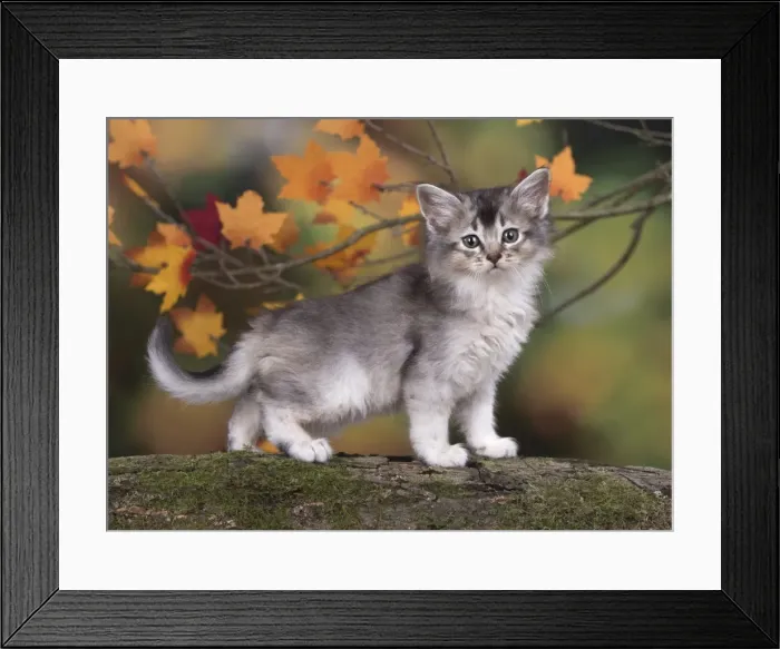 Framed Print : Picture No. 11772939 Framed Print : Picture No. 11772939