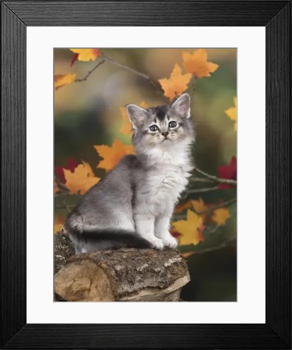 Framed Print : Picture No. 11772940 Framed Print : Picture No. 11772940
