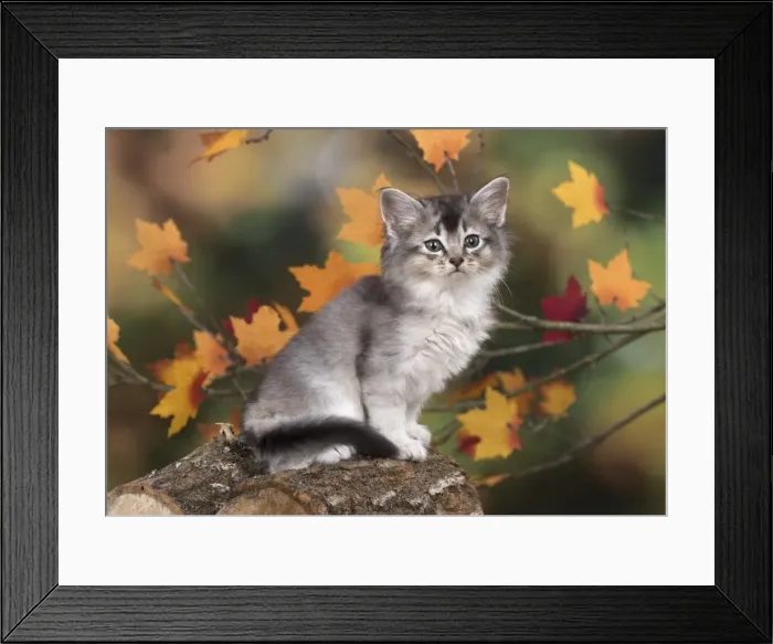 Framed Print : Picture No. 11772941 Framed Print : Picture No. 11772941