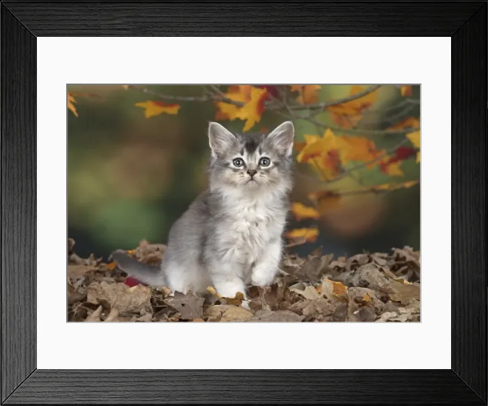 Framed Print : Picture No. 11772942 Framed Print : Picture No. 11772942