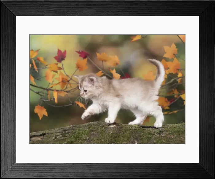 Framed Print : Picture No. 11772943 Framed Print : Picture No. 11772943